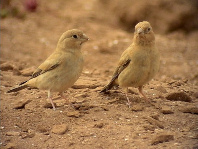 kentrumpetare Trumpeter Finch Bucanetes githagineus 