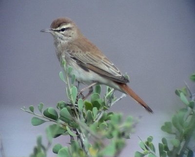 Trdnktergal<br> Rufous Bush Robin<br> Cercotrichas galactotes 