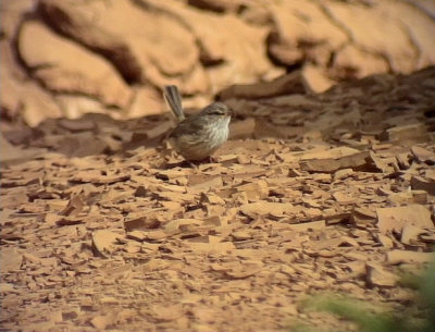 Snrsngare African Scrub Warbler Scotocerca inquieta theresae