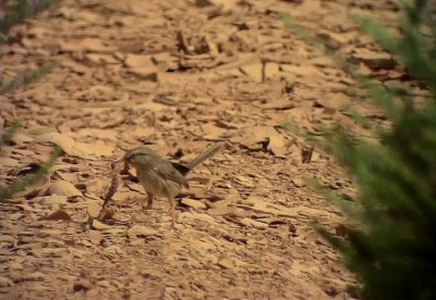 Berbersngare  African Scrub Warbler Scotocerca saharae