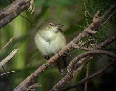 Macciasngare Western Olivaceous Warbler Hippolais opaca