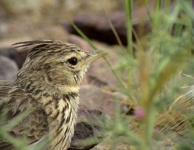 Lagerlrka Thekla Lark Galerida theklae