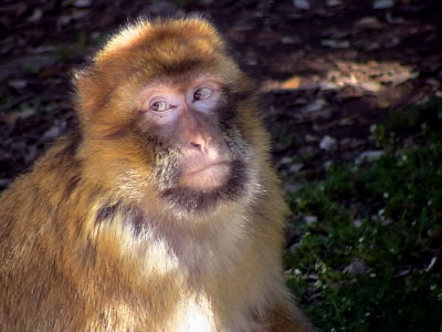 Berbermakak Barbary ape Macaca sylvana 
