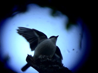 Atlasflugsnappare Atlas flycatcher Ficedula speculigera