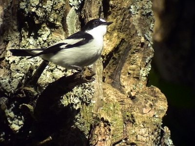 Atlasflugsnappare<br> Atlas flycatcher<br> Ficedula speculigera