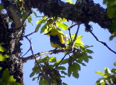 Sommargylling Golden Oriole Oriolus oriolus