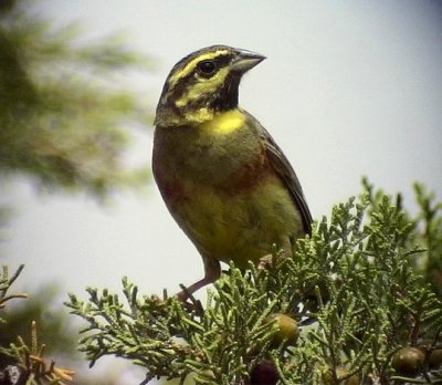 Hcksparv Cirl Bunting Emberiza cirlus