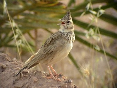 Tofslrka<br> Crested Lark<br> Galerida cristata 