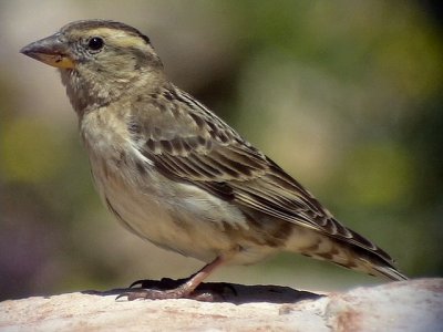 Stensparv Rock Sparrow Petronia petronia