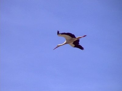 Vit stork White Stork Ciconia ciconia