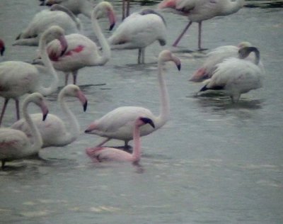 Mindre flamingo Lesser Flamingo Phoeniconaias minor
