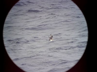 Bredstjrtad labbStercorarius pomarinusPomarine Jaeger (Pomarine Skua)