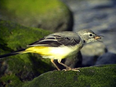 Forsrla Grey Wagtail  Motacilla cinerea schmitzi