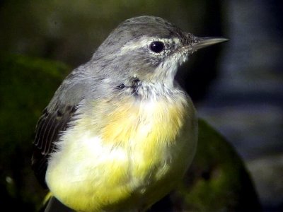 Forsrla Grey Wagtail Motacilla cinerea (schmitzi)