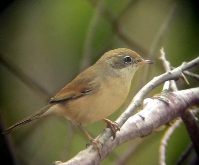 GlasgonsngareSpectacled Warbler Sylvia conspicillata bella