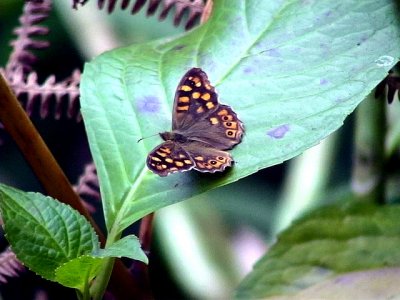 Speckled Wood  Pararge a. aegeria
