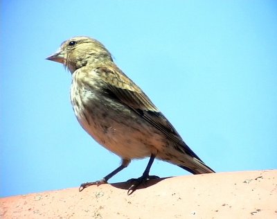 Hmpling  Linnet  Carduelis cannabina nana/guentheri