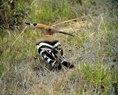 HrfgelUpupa epopsEurasian Hoopoe