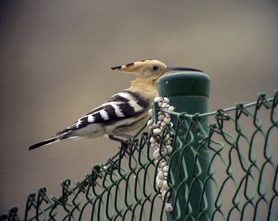 HrfgelUpupa epopsEurasian Hoopoe