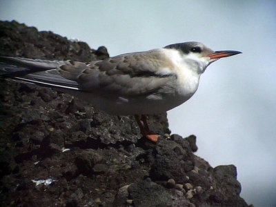 FisktrnaSterna hirundoCommon Tern