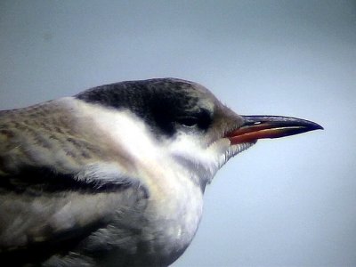 FisktrnaSterna hirundoCommon Tern