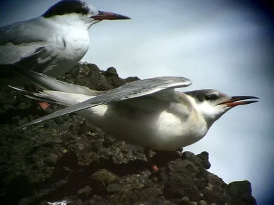 FisktrnaSterna hirundoCommon Tern