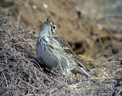 KanariepiplrkaAnthus berthilitii medeirenses Berthelot's pipit
