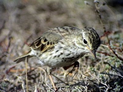 KanariepiplrkaAnthus berthilitii medeirenses Berthelot's pipit