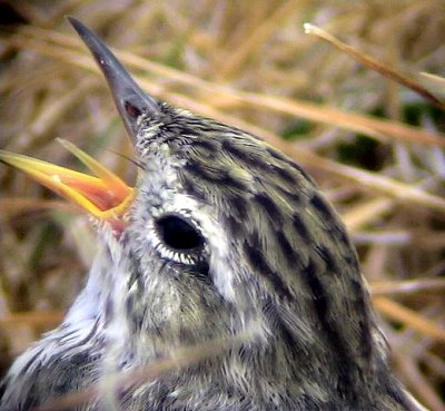 KanariepiplrkaAnthus berthilitii medeirenses Berthelot's pipit