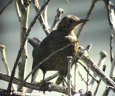 KoltrastTurdus merula cabreraeCommon Blackbird