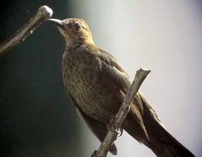 KoltrastTurdus merula cabreraeCommon Blackbird