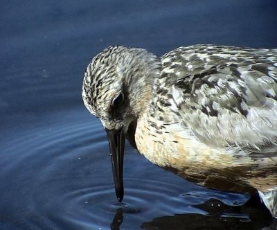 Kustsnppa<br>Calidris canutus	<br>Red Knot