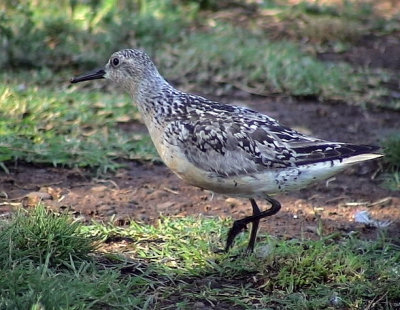 Kustsnppa<br>Calidris canutus	<br>Red Knot