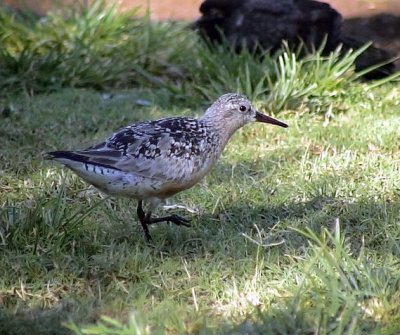 KustsnppaCalidris canutus	Red Knot