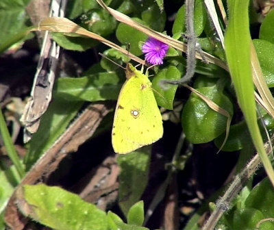 Rdgul hfjrilClouded Yellow Colias croceus
