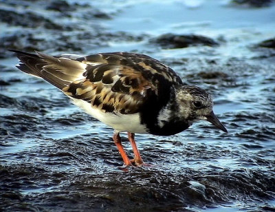 Roskarl Ruddy Turnstone Arenaria interpres