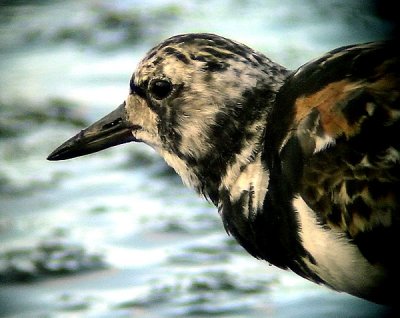 RoskarlArenaria interpresRuddy Turnstone