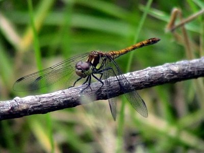 TrollslndaDragonfly