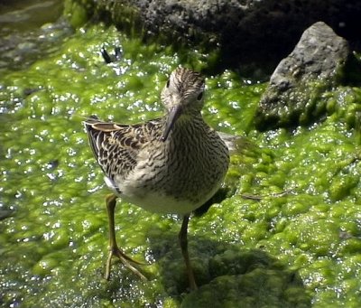 TuvsnppaCalidris melanotosPectoral Sandpiper