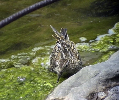 TuvsnppaCalidris melanotosPectoral Sandpiper