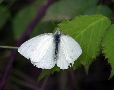 RovfjrilSmall White Pieris rapae