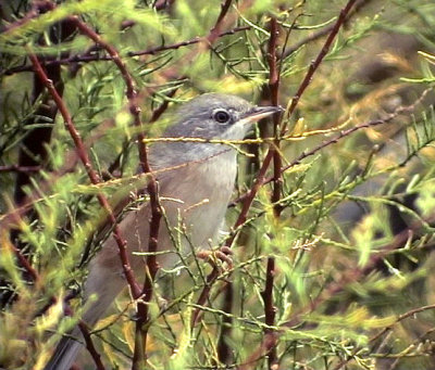 Glasgonsngare Sylvia conspicillata bellaSpectacled Warbler