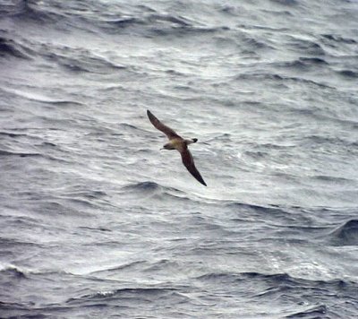 Gulnbbad lirabr> Cory's Shearwater Calonectris diomedea (borealis)<