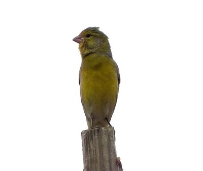 Kanariesiska<br>Serinus canaria<br>Canary