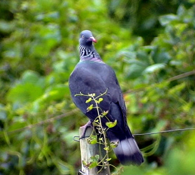 MadeiraduvaCulumba trocazTrocaz pigeon