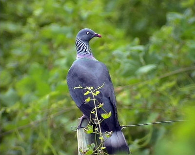 MadeiraduvaCulumba trocazTrocaz pigeon