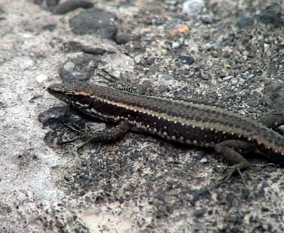 Madeiran Wall Lizard  Teira dugesii