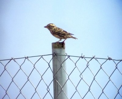 StensparvPetronia petronia madeirensisRock sparrow