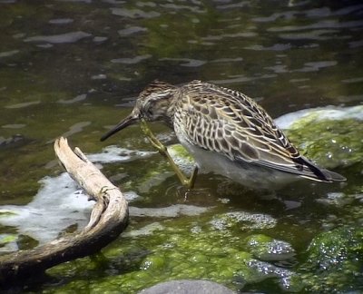 TuvsnppaCalidris melanotosPectoral Sandpiper