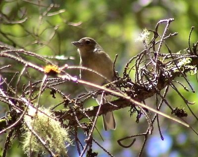 Bofink Common Chaffinch  Fringilla coelebs maderenses